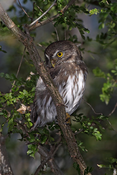 Ferrugenous Pygmy Owl © Russ Chantler